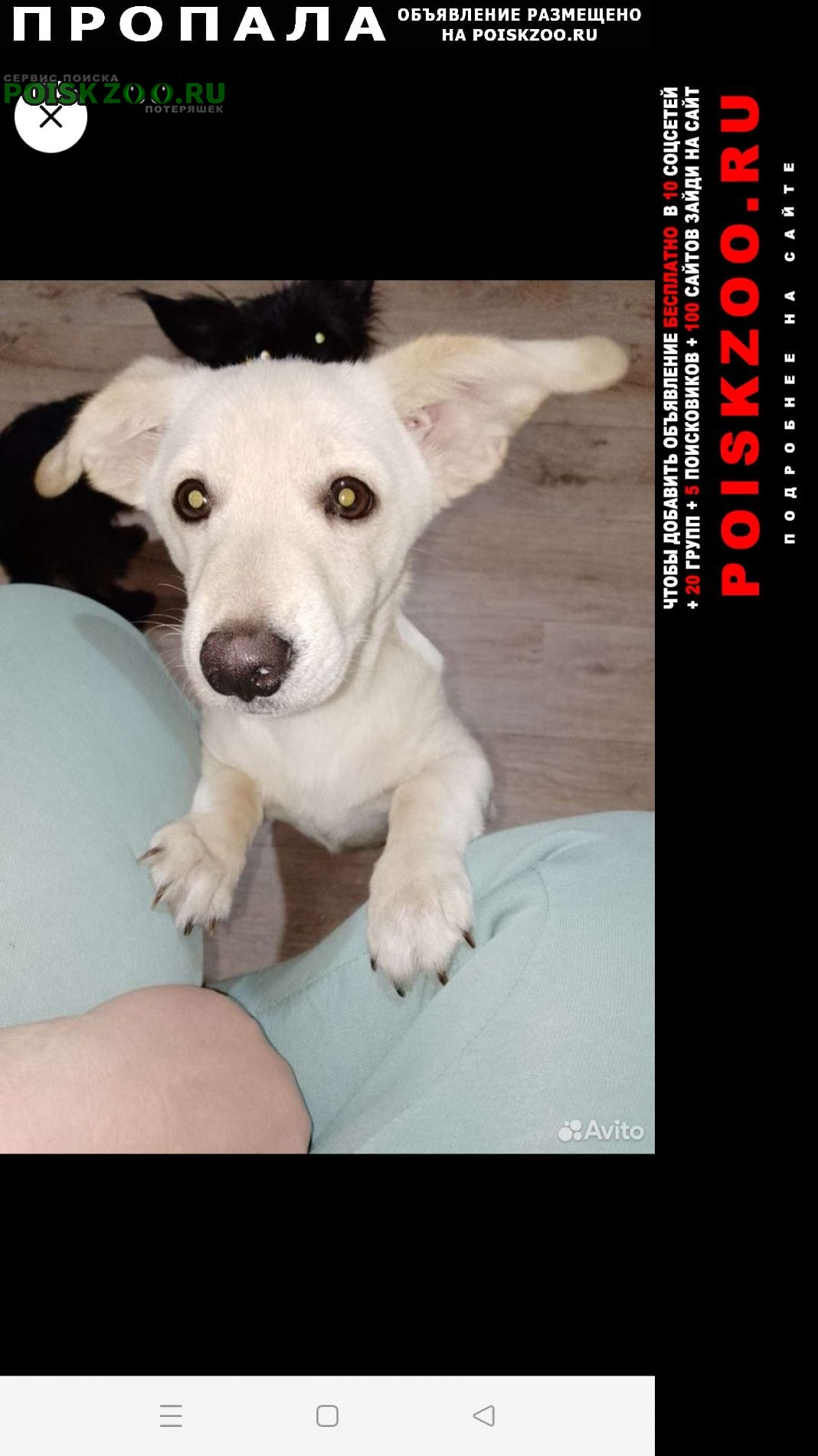 Пропала собака кобель помогите найти ребенка Пермь