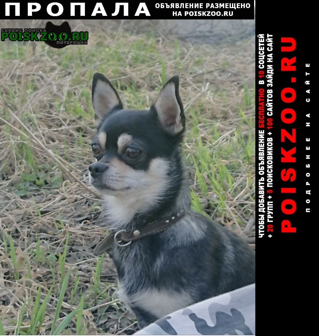 Нарофоминск Пропала собака