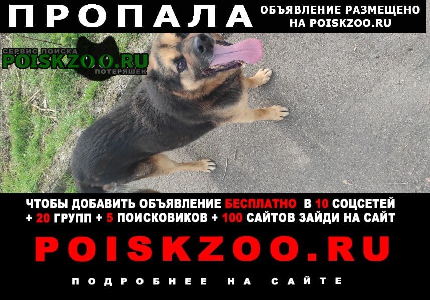 Пропала собака кобель любимый член семьи Донецк (ДНР)