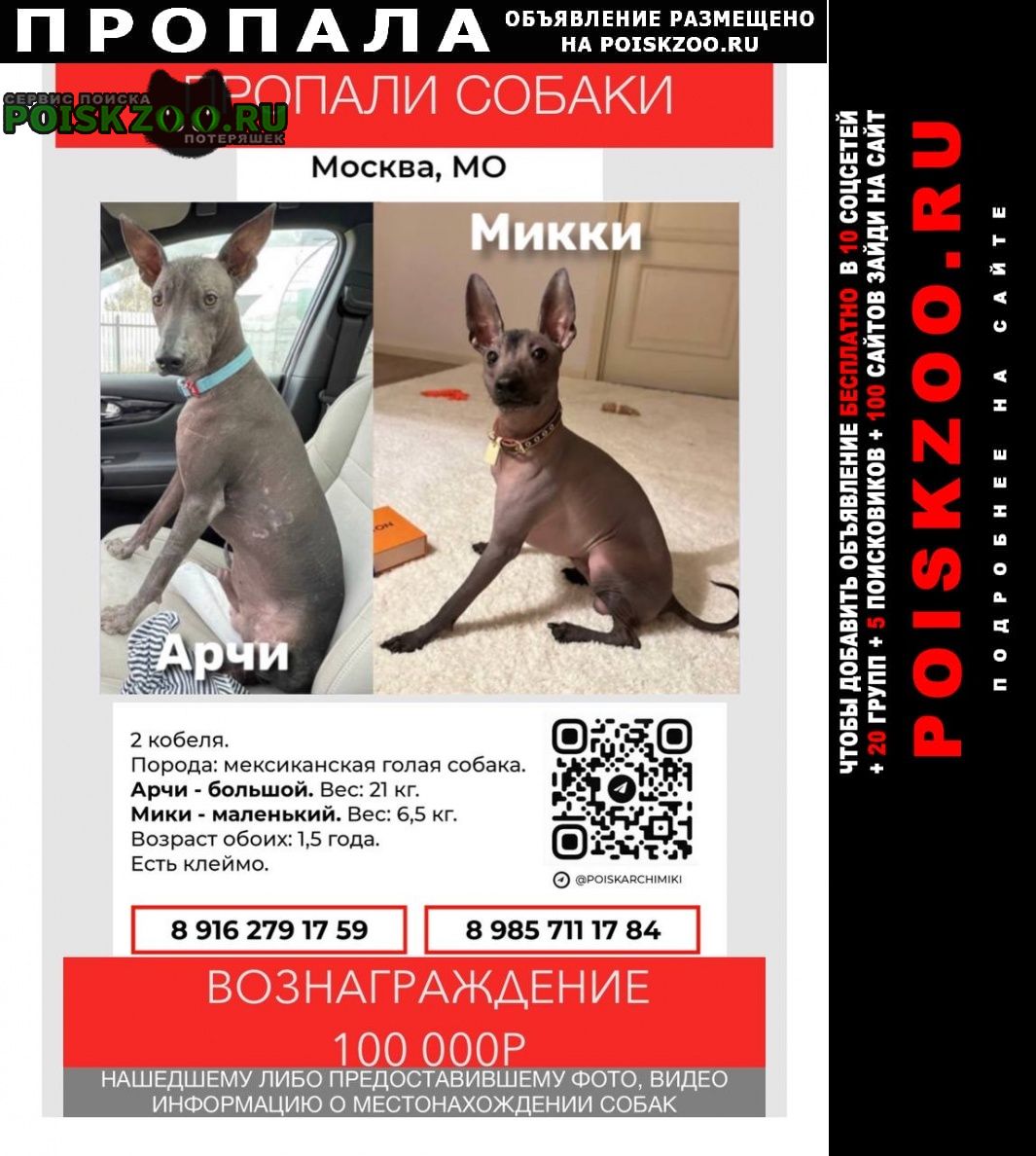 Москва Пропала собака
