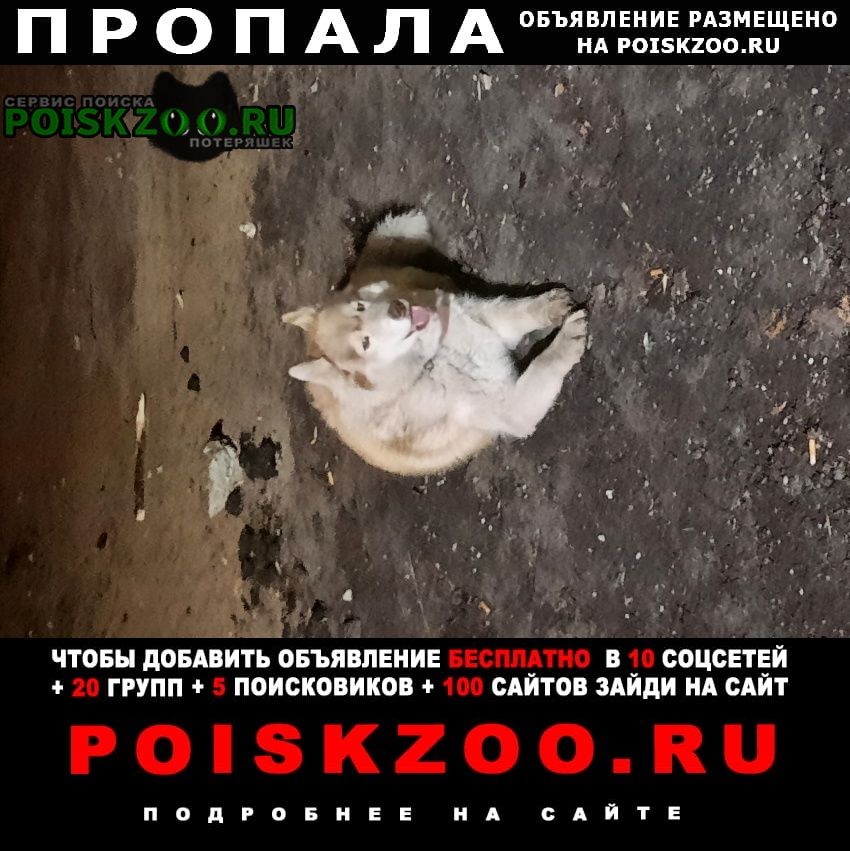 Казань Пропала собака улица кулгали рядом со школой 24