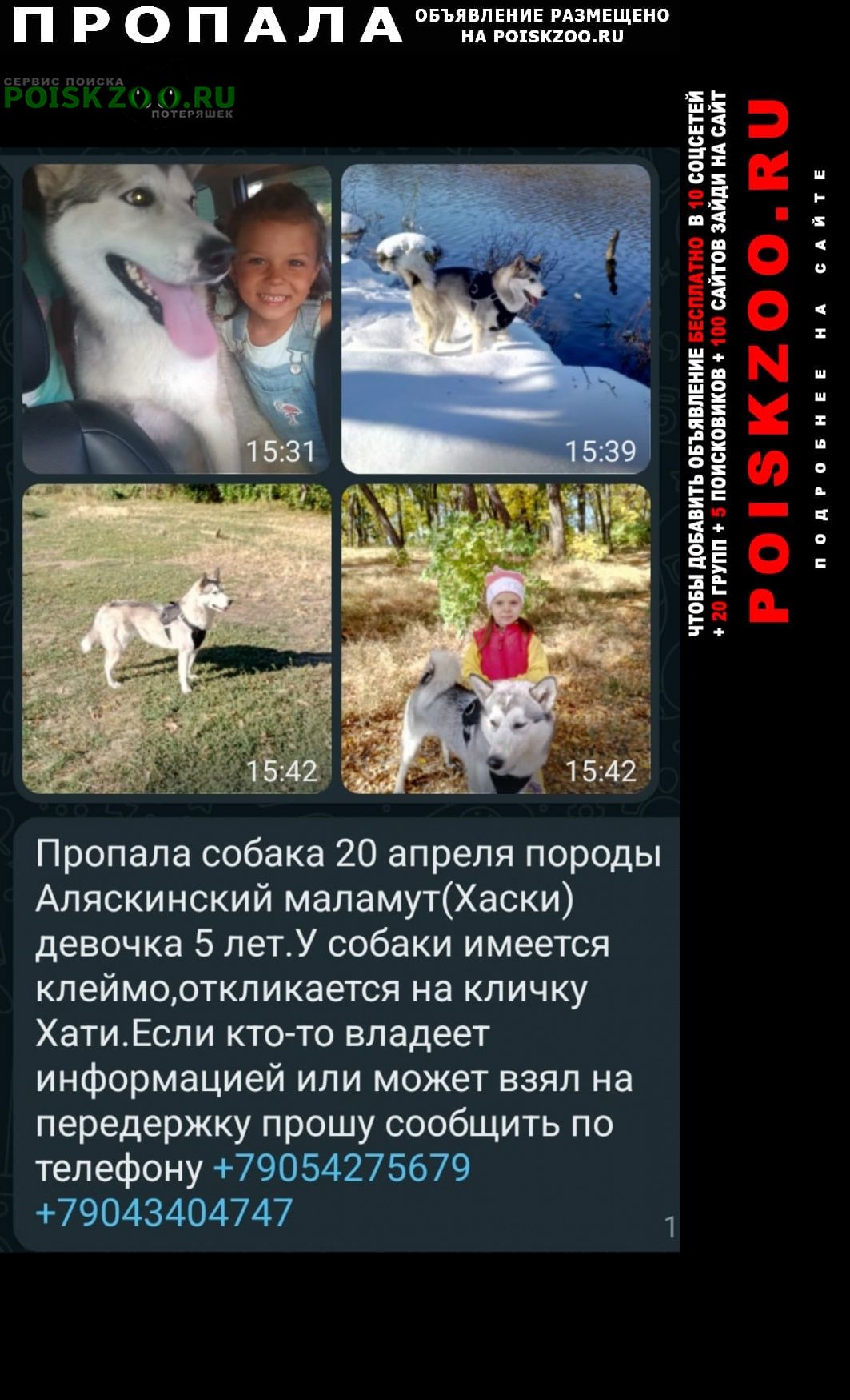 Ростов-на-Дону Пропала собака помогите найти маламута