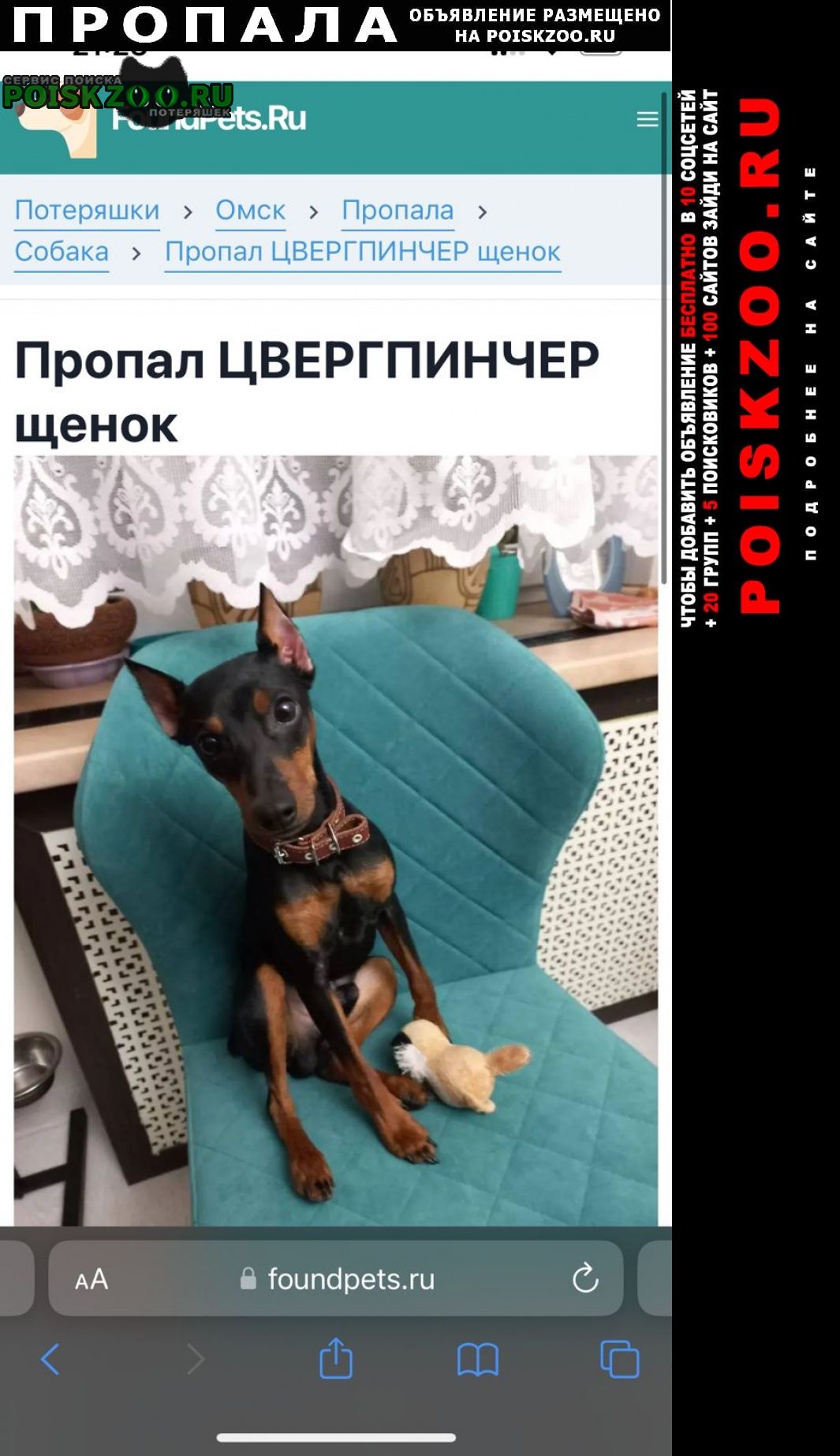 Омск Пропала собака кобель потерялася собака. мини доберман.