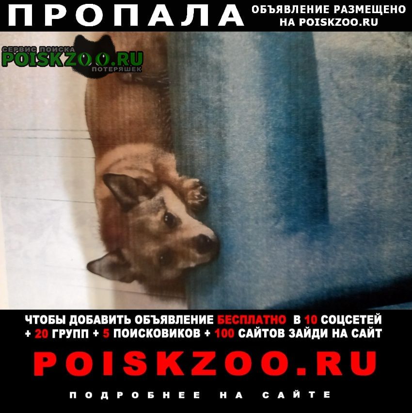Нижний Новгород Пропала собака кобель