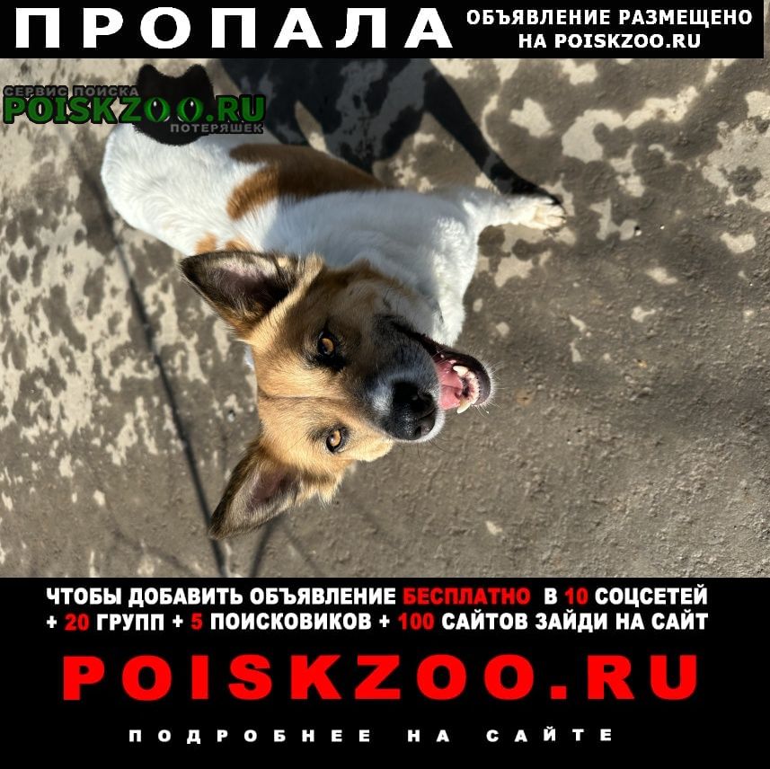 Москва Пропала собака по кличке юта