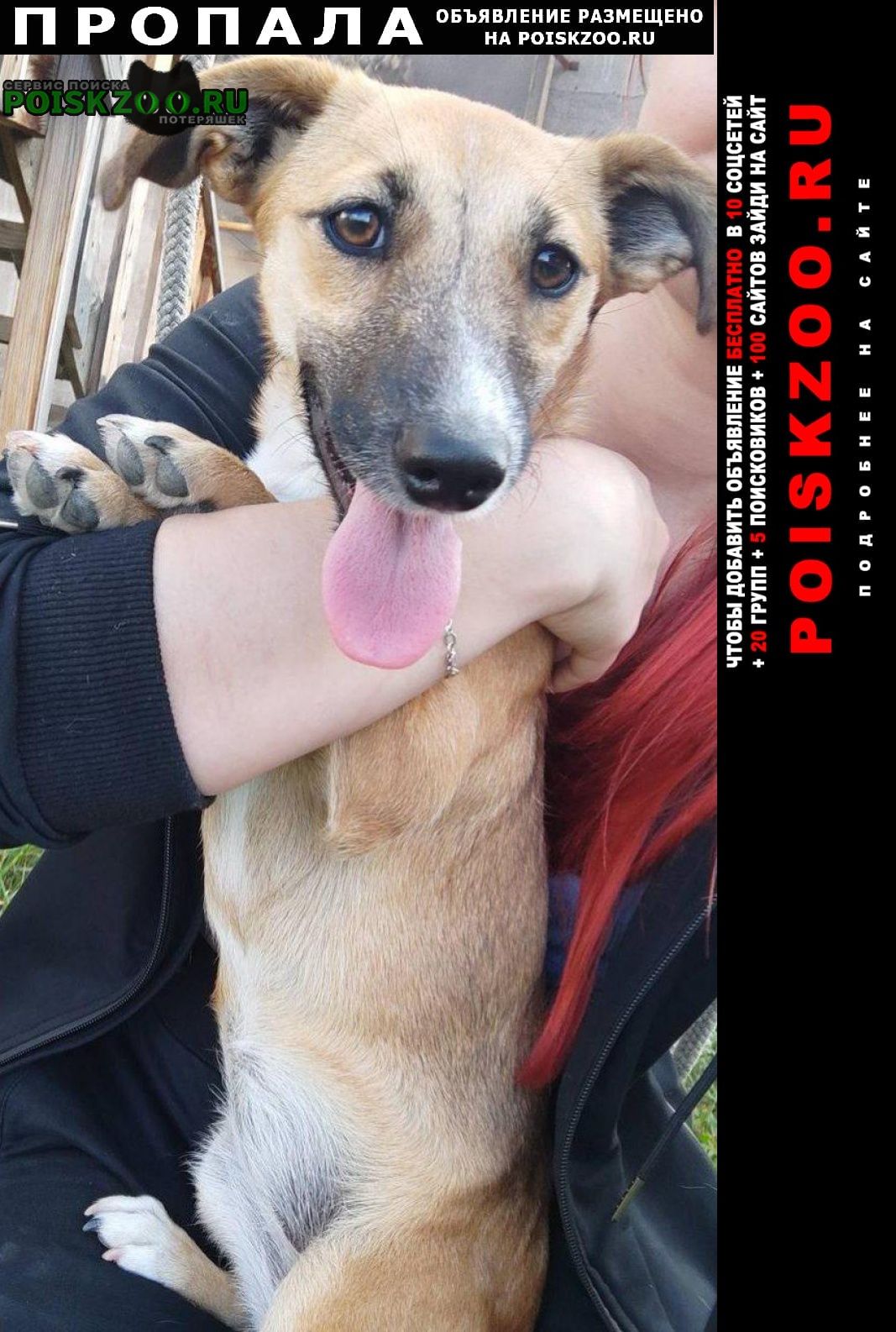 Пропала собака лаки Черногорск Хакасия