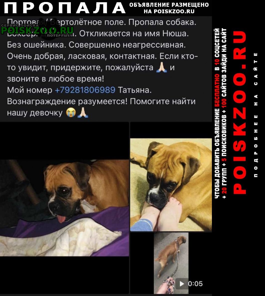 Пропала собака Ростов-на-Дону
