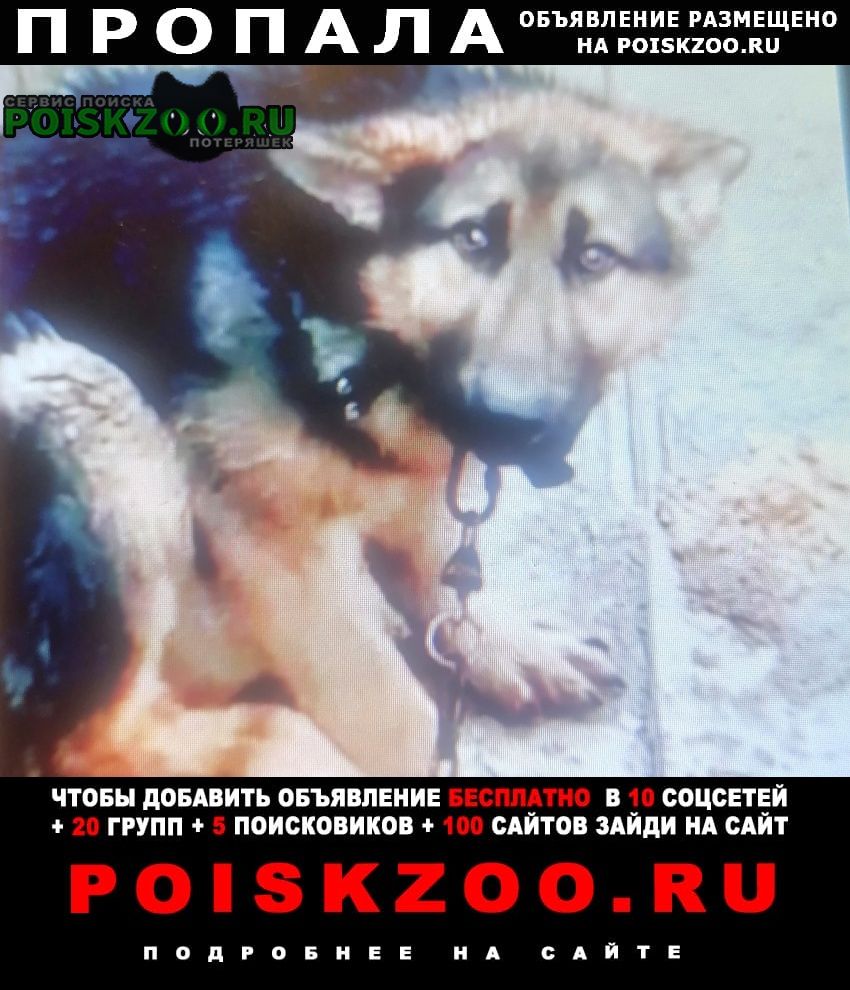 Пропала собака кобель пёс Иркутск