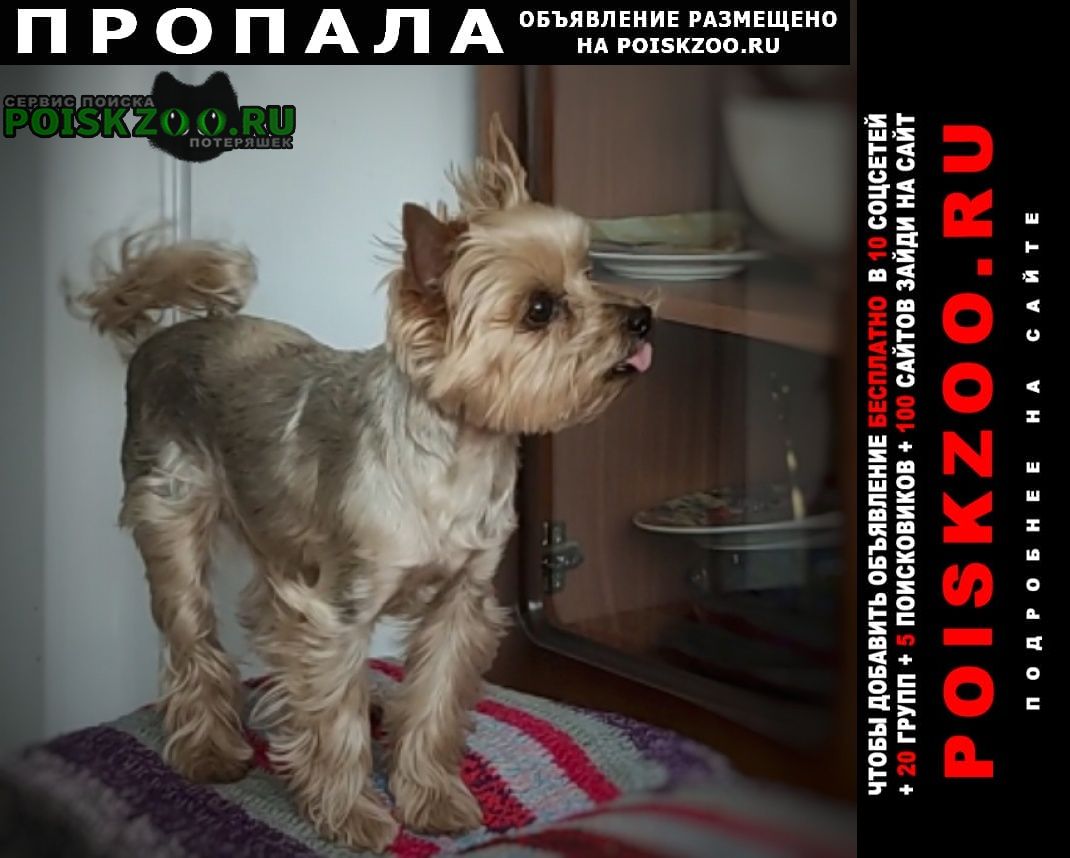 Омск Пропала собака кобель украли собаку прямо у дома
