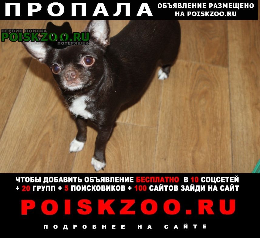 Пропала собака чихуахуа Москва