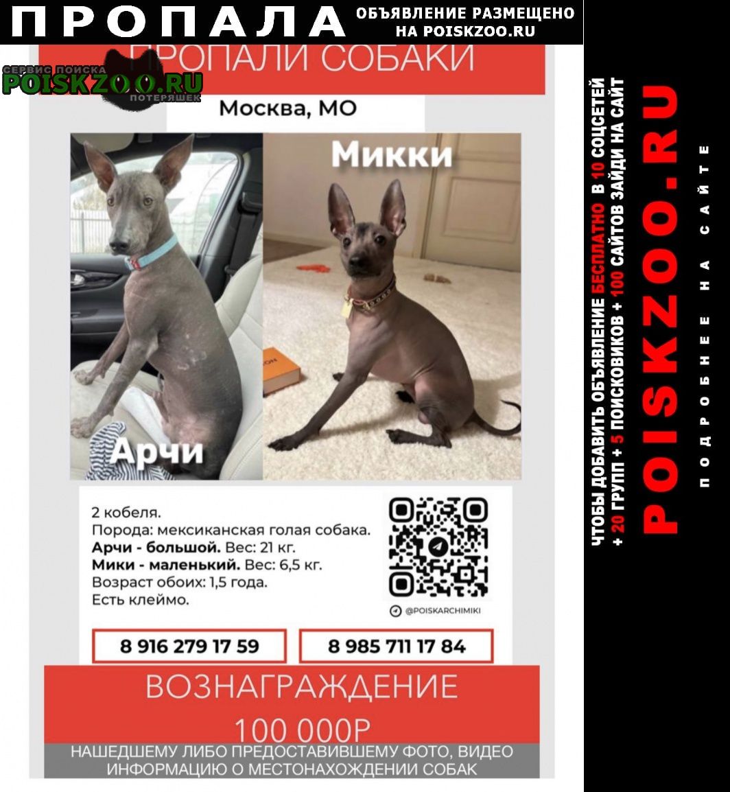 Москва Пропала собака кобель 2 мексиканские голые