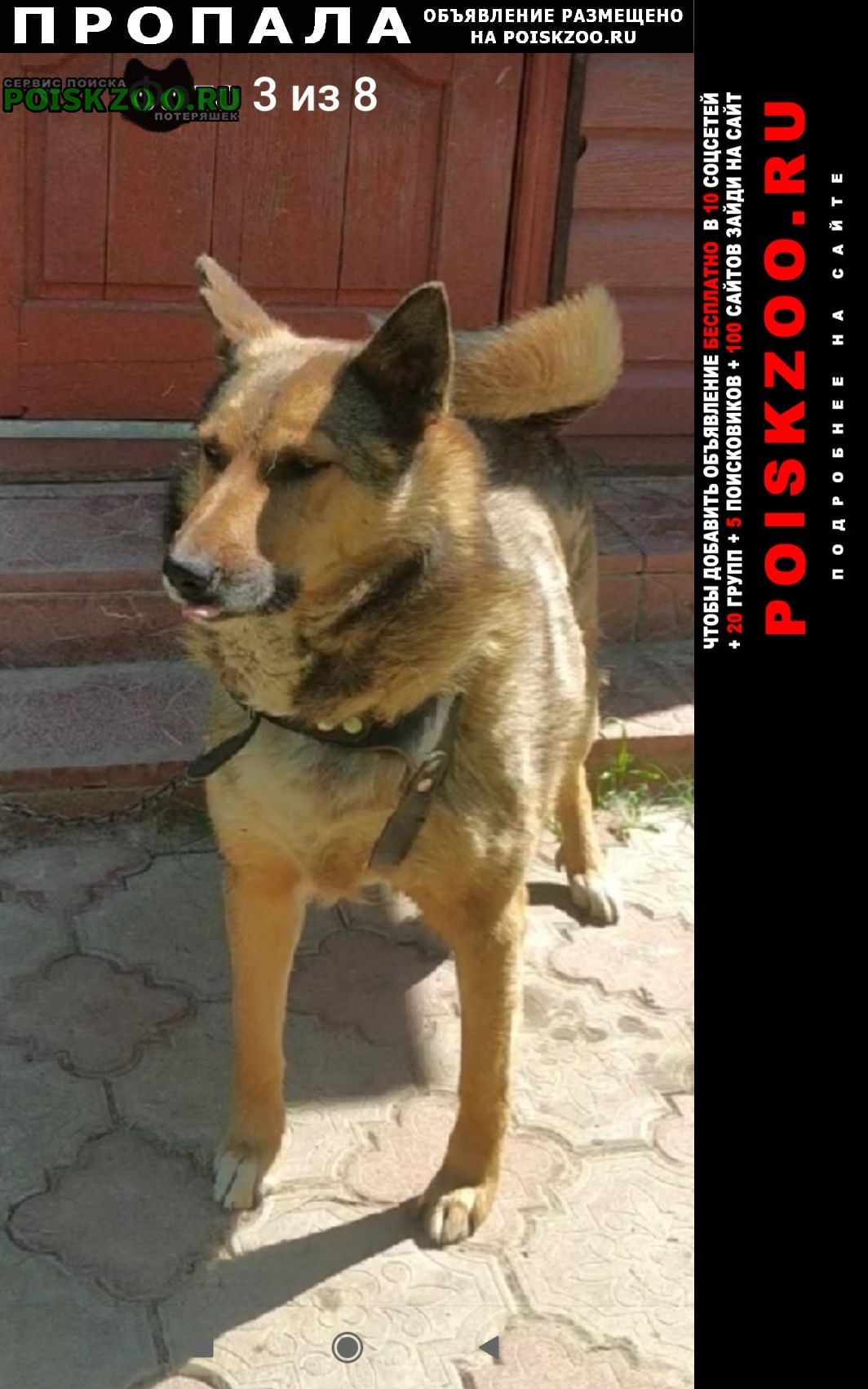 Чехов Пропала собака кобель одета кожанная шлейка