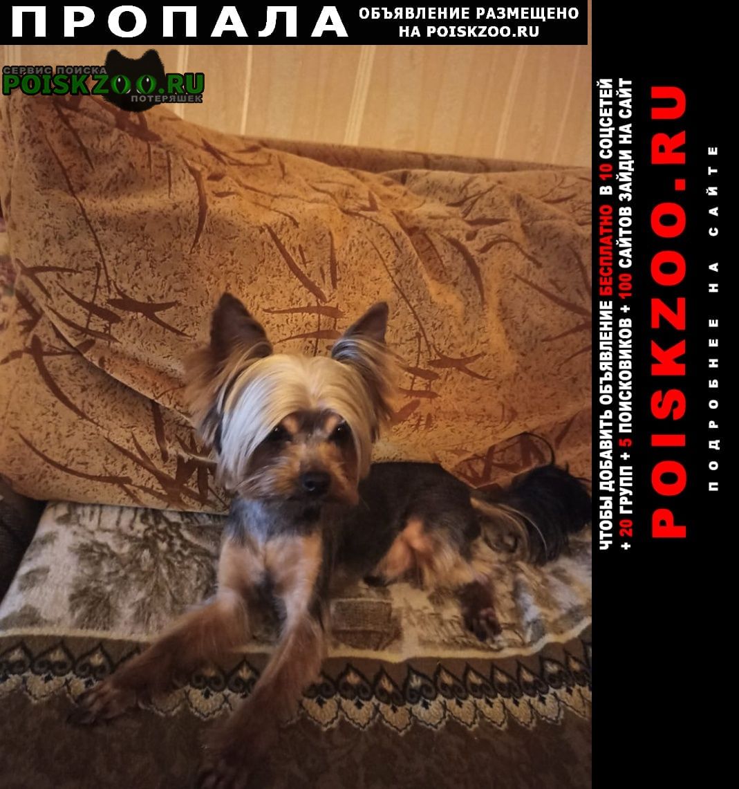 Пропала собака кобель прошу помощи Красногорск