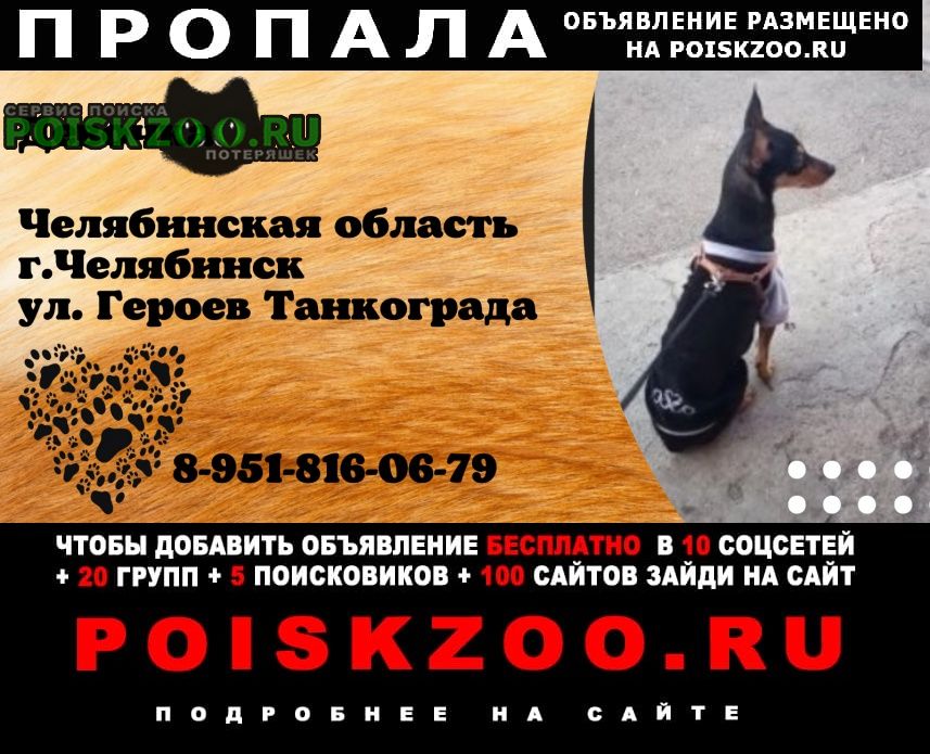Челябинск Пропала собака помогите найти любимую собачку