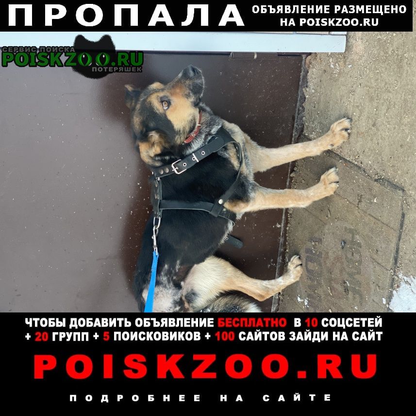 Пропала собака убежала собака Домодедово