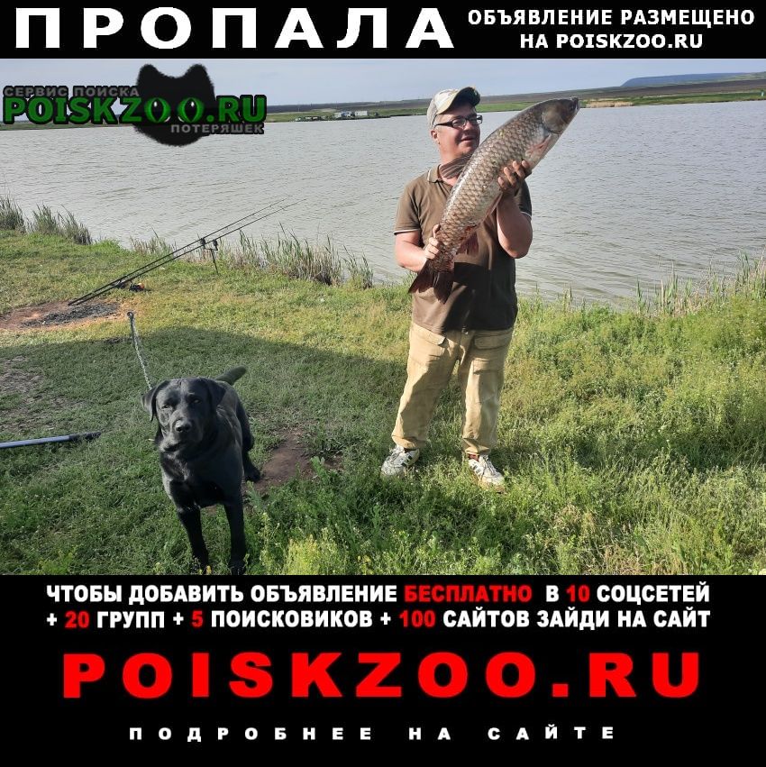Пропала собака кобель Железноводск(Ставропольский)