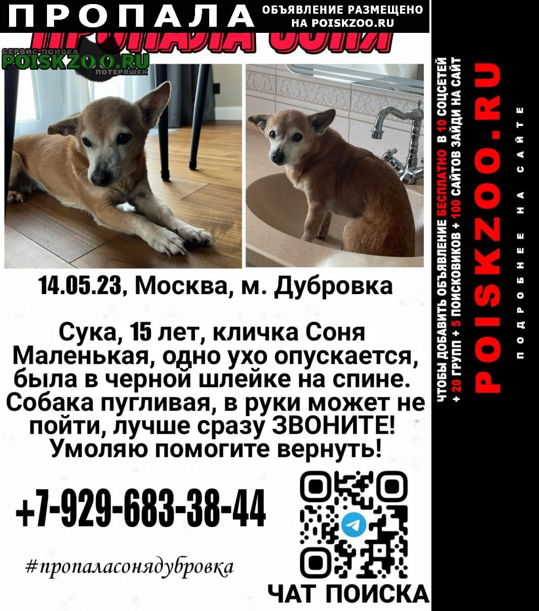 Москва Пропала собака помогите пожалуйста найти