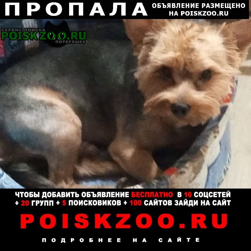 Пропала собака кобель йоркширский терьер Москва