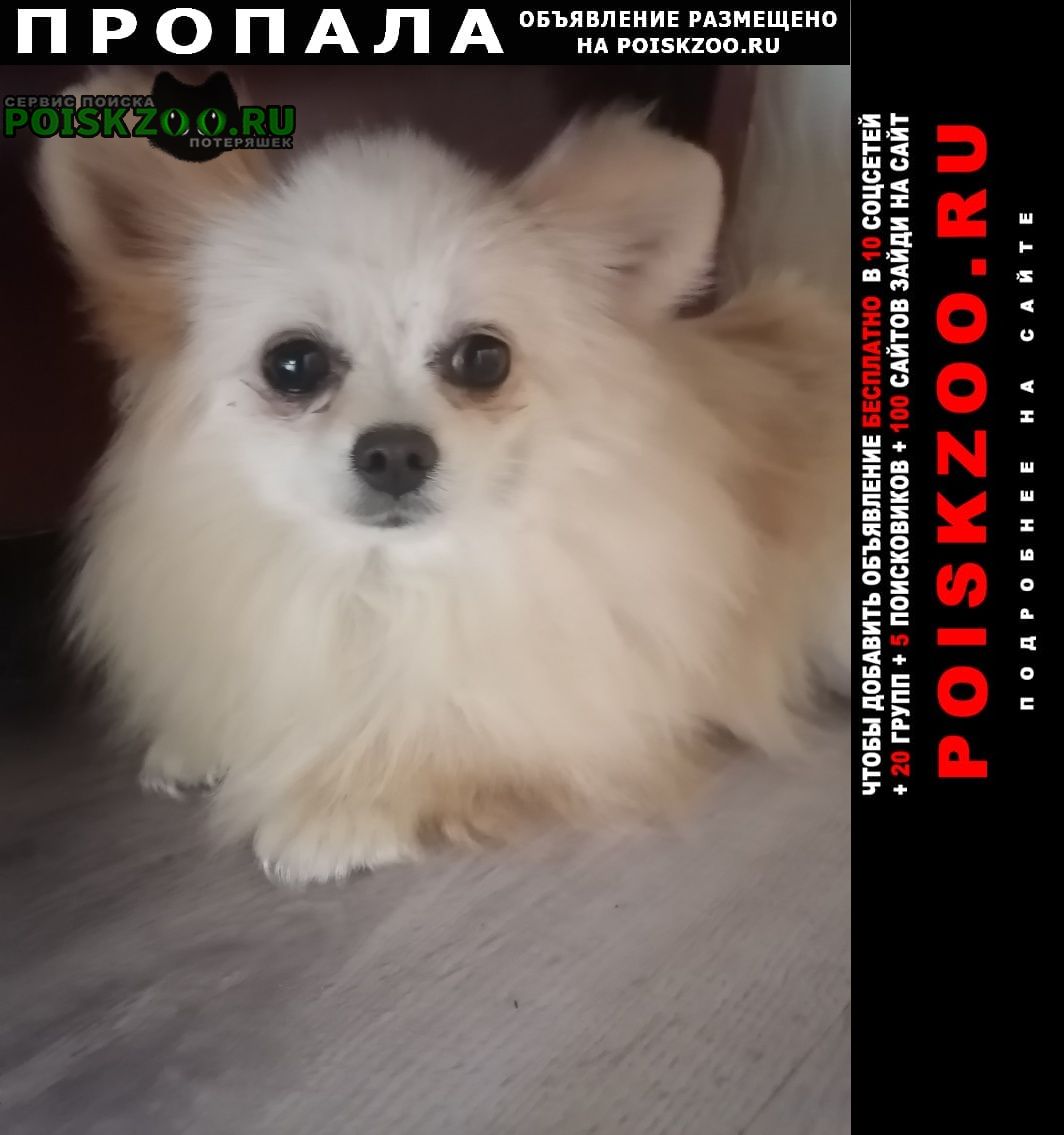 Пропала собака Воронеж