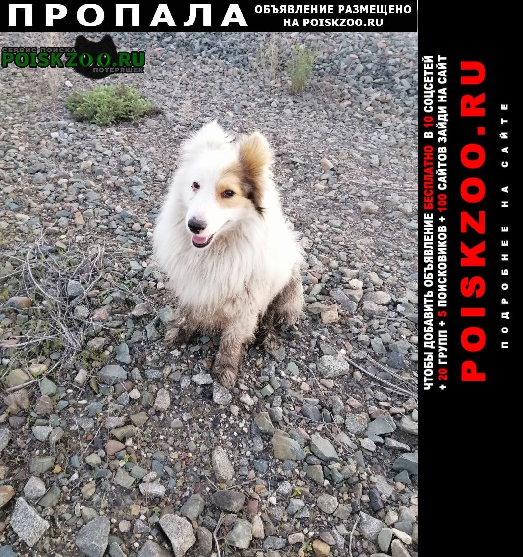 Пропала собака кобель изчезла собака Адамовка