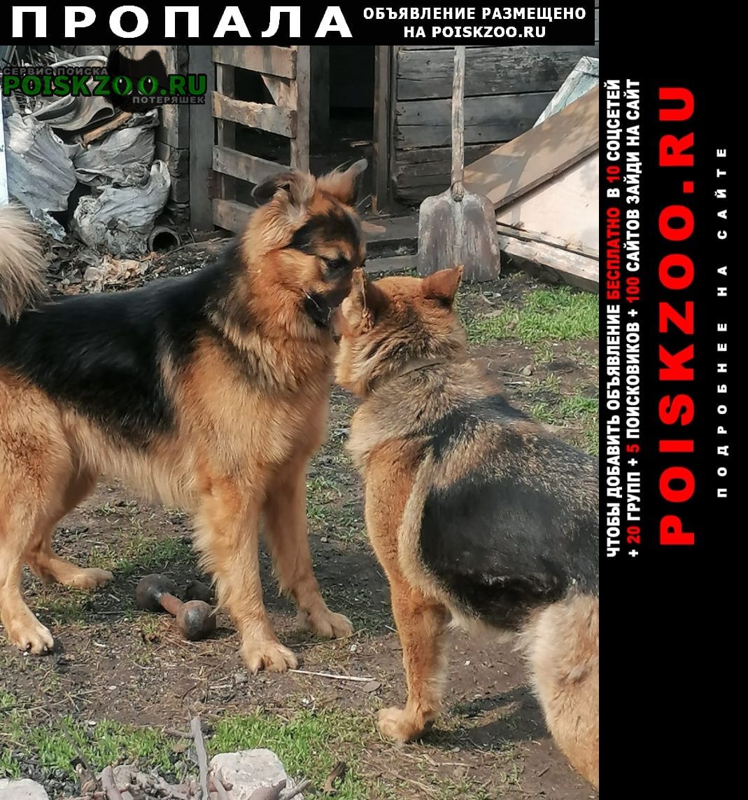 Пропала собака кобель немецкая овчарка кабель Омск