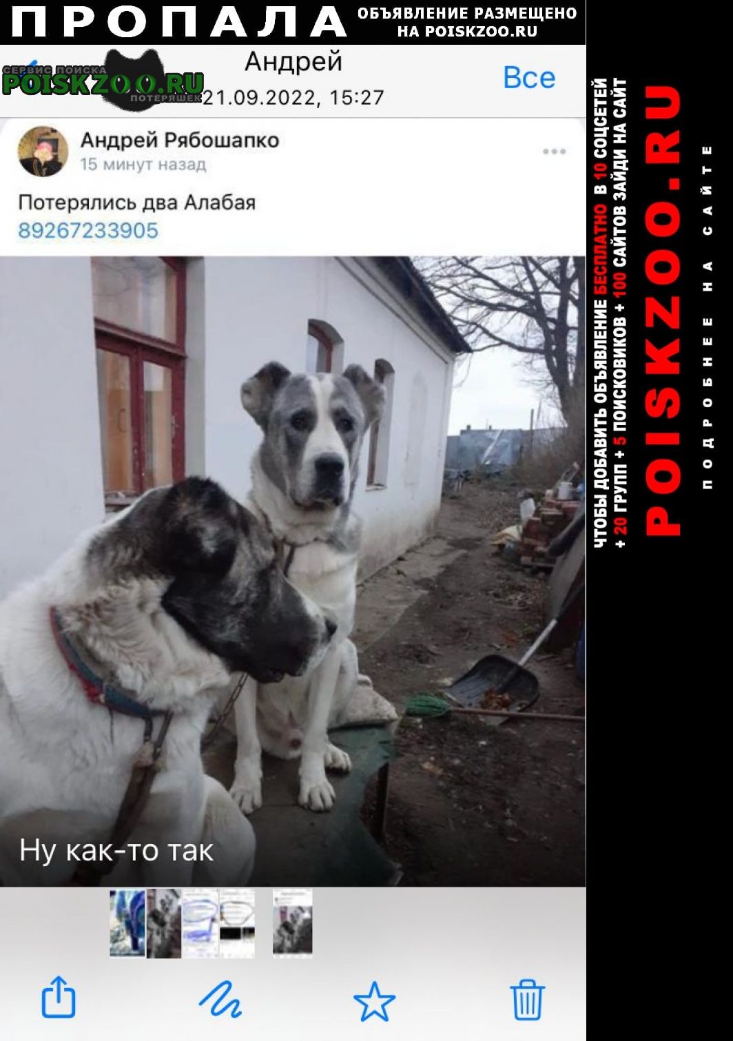 Щекино Пропала собака и два алабая