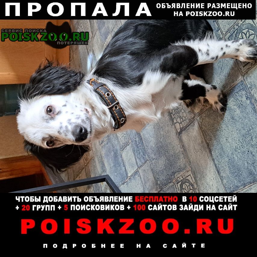 Челябинск Пропала собака