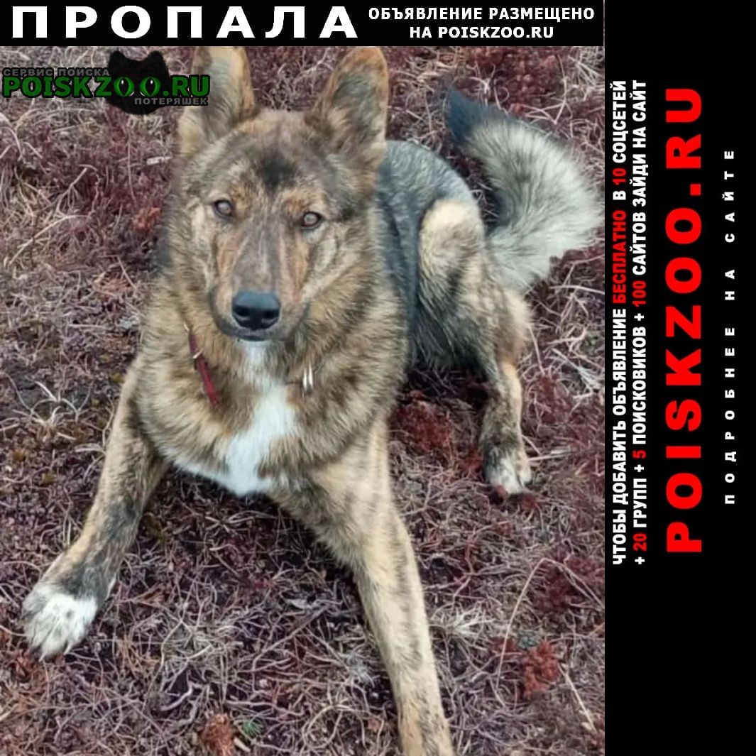 Петропавловск-Камчатский Пропала собака кобель