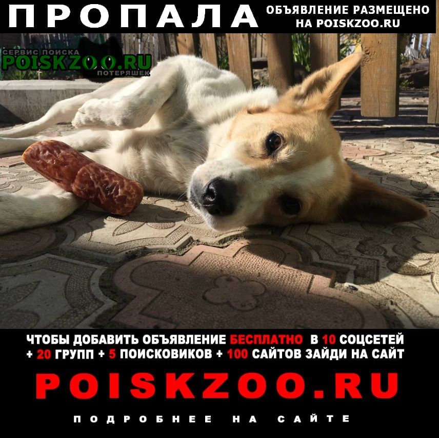 Пропала собака кобель Иваново
