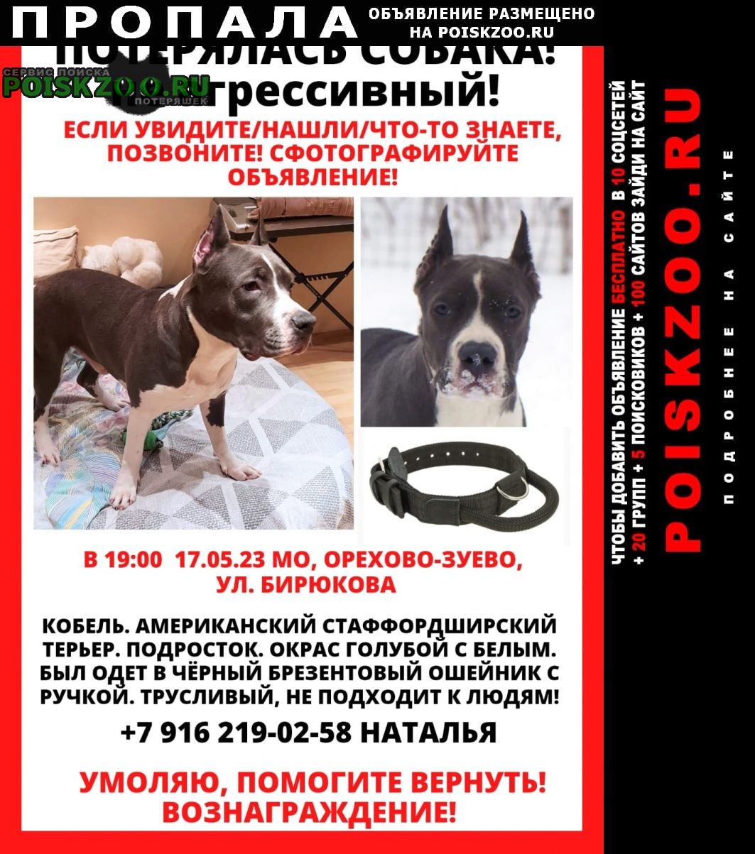Пропала собака кобель Орехово-Зуево