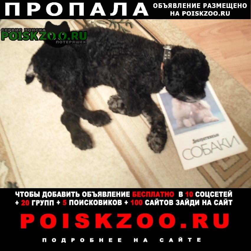 Пропала собака кобель помогите найти Хабаровск