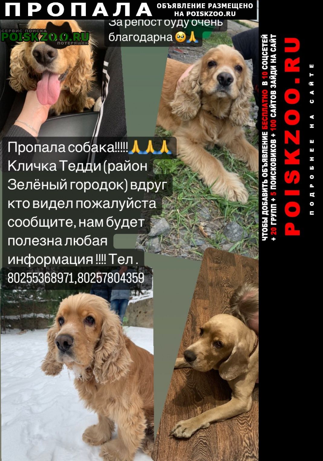 Пропала собака кобель любая информация Борисов