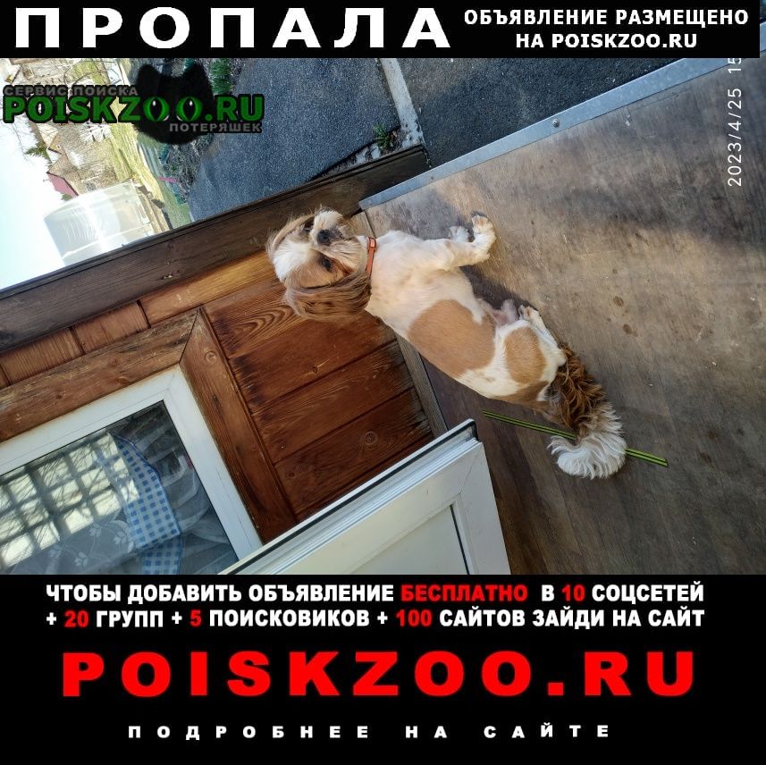 Пропала собака кобель порода ши-тцу мальчик Пермь