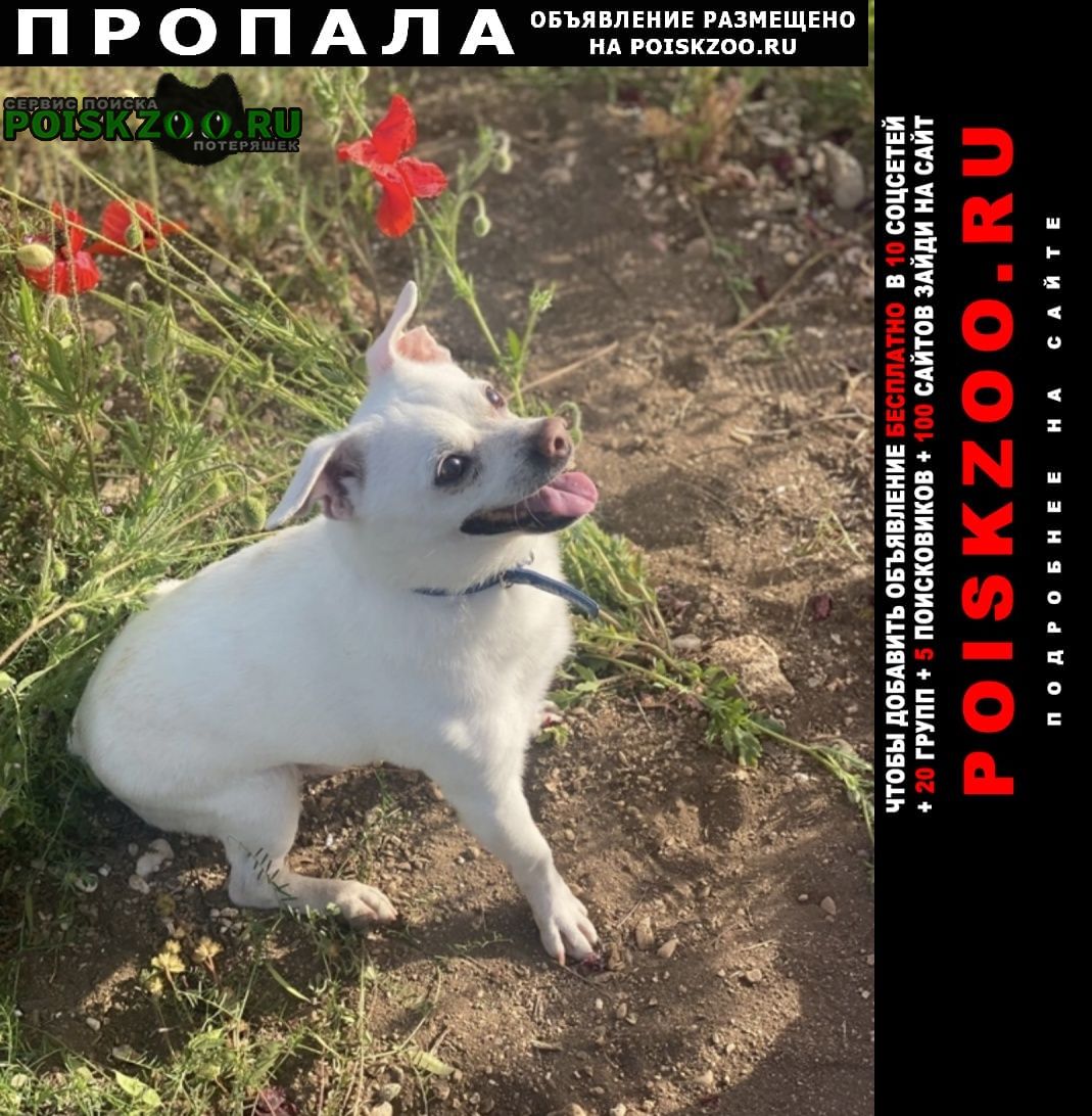 Симферополь Пропала собака кобель помогите найти за вознаграждение
