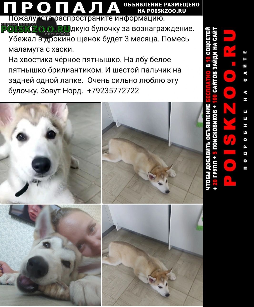 Пропала собака кобель зовут норд Красноярск