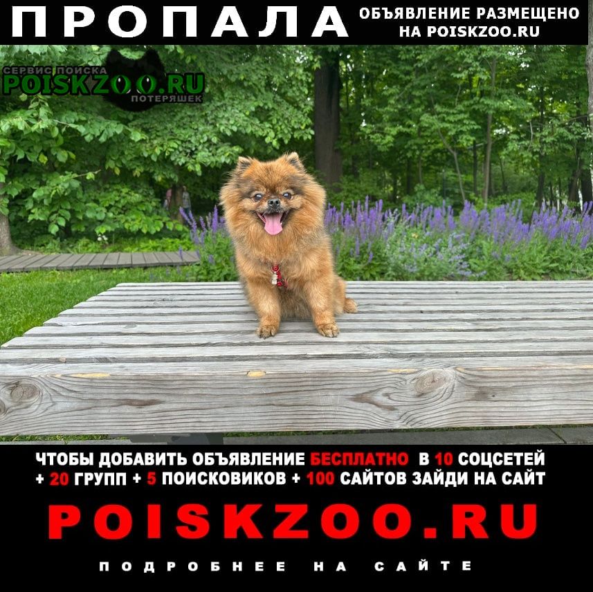 Пропала собака, село каринское звенигоро Звенигород