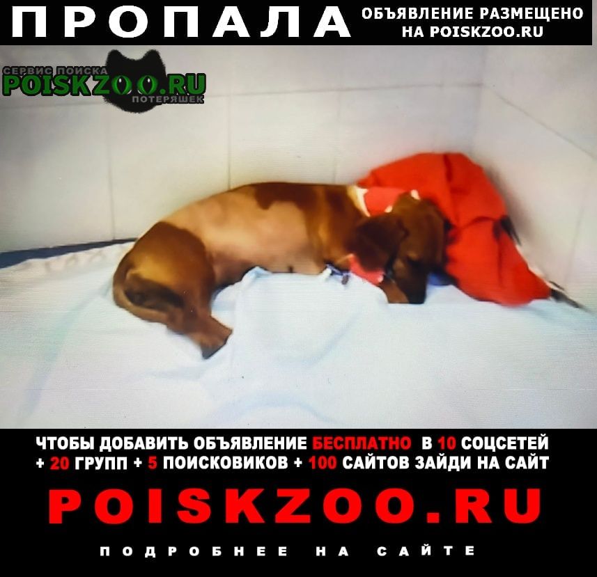 Пропала собака в районе раменки Москва