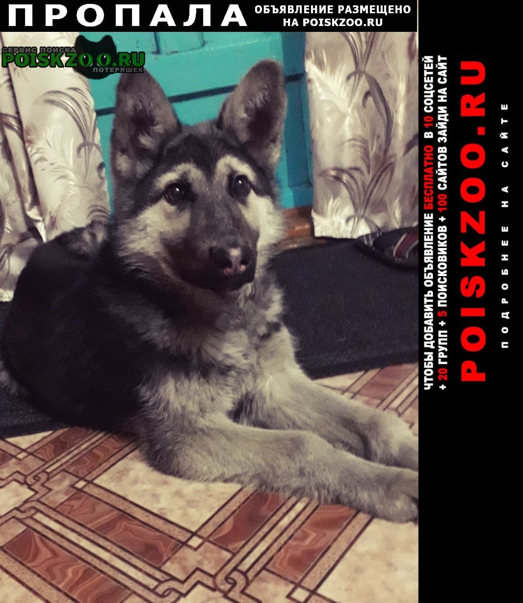 Пропала собака кобель Полысаево