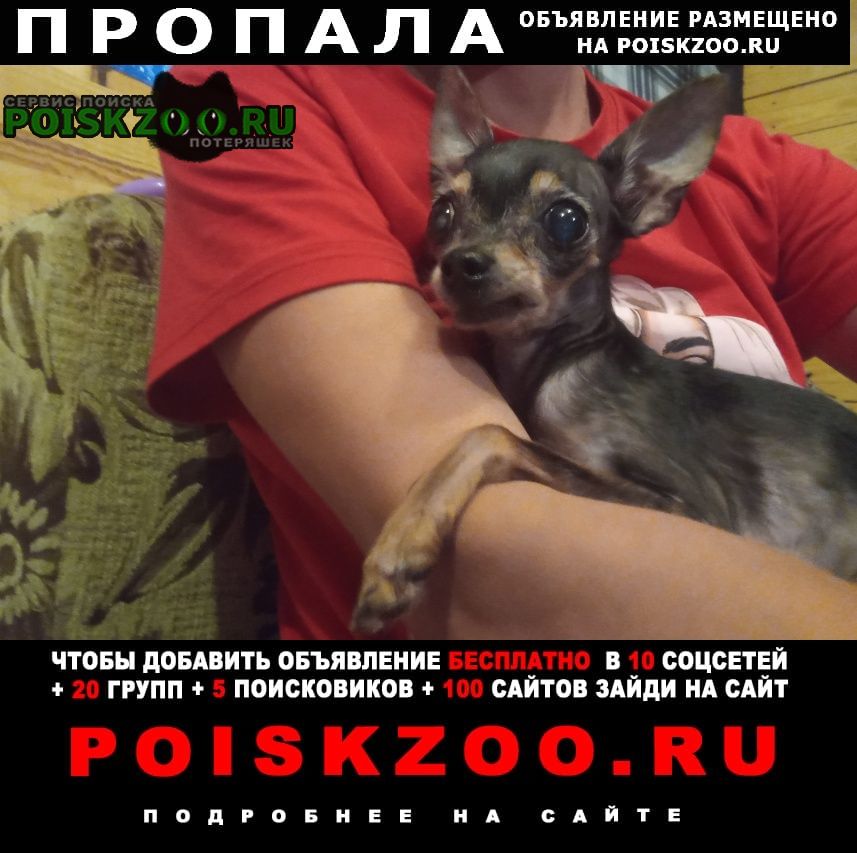 Пропала собака 13 лет вместе Красноярск