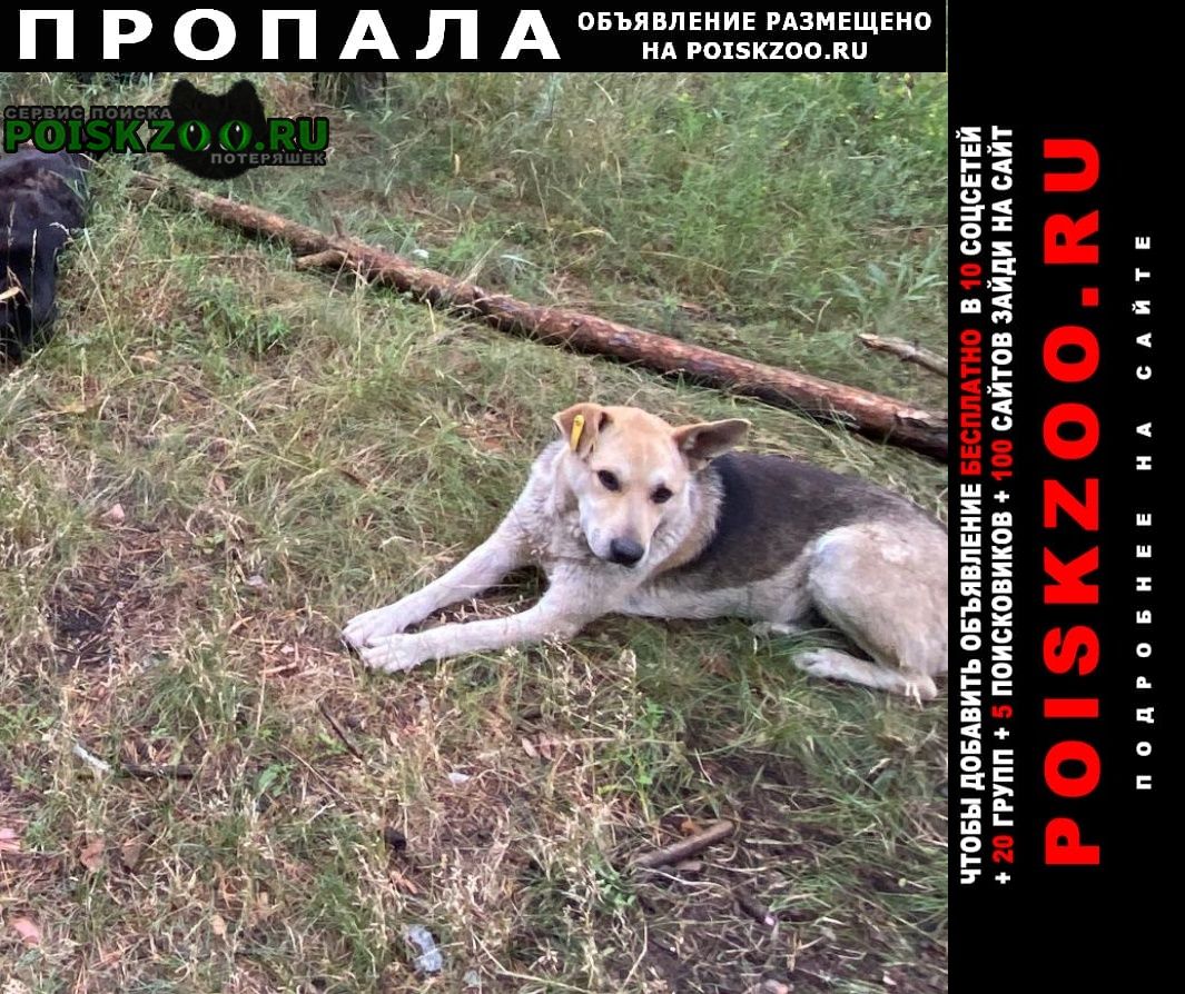 Воронеж Пропала собака кобель собака с биркой в ухе