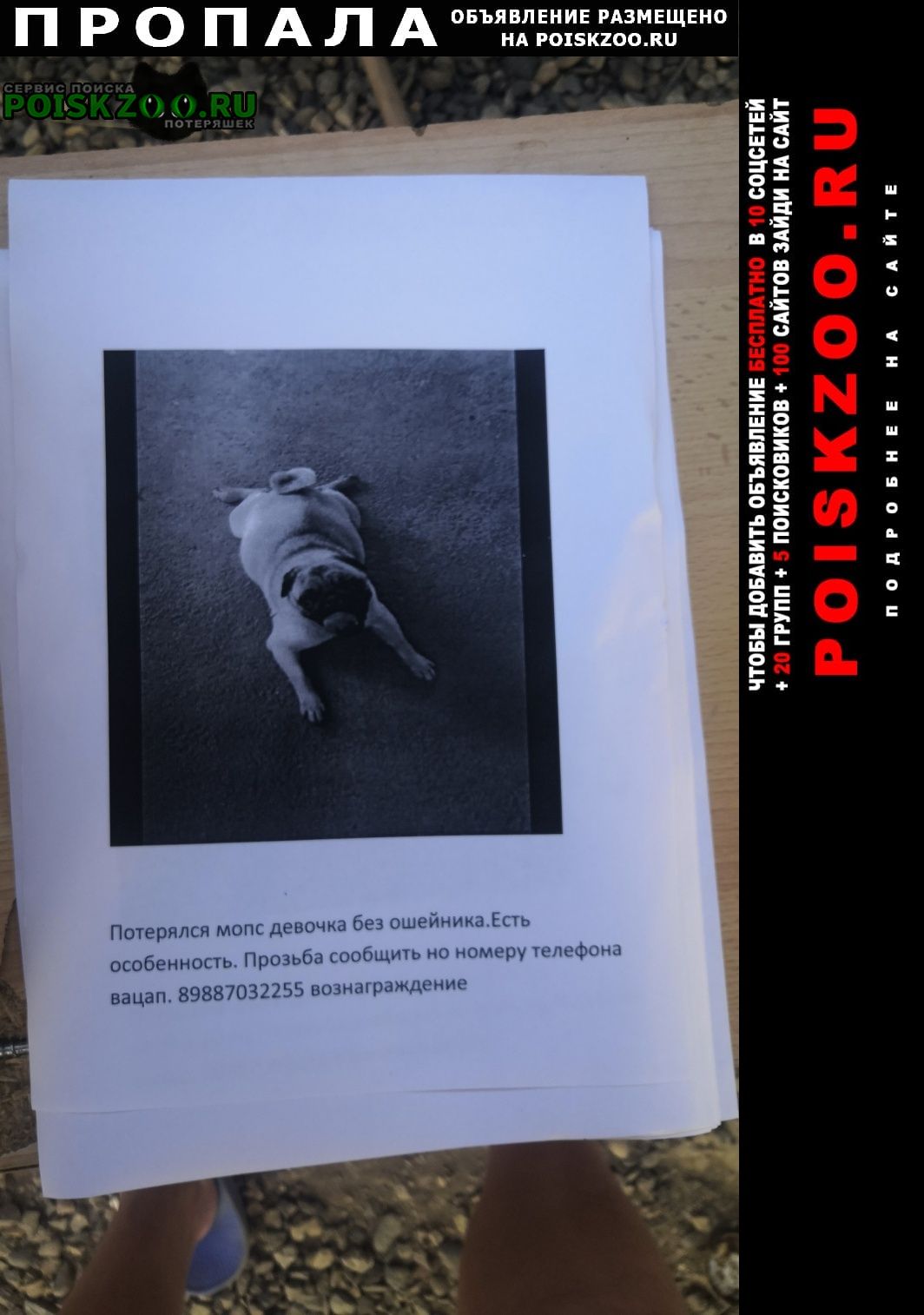 Ставрополь Пропала собака девочка. район белого города ча.