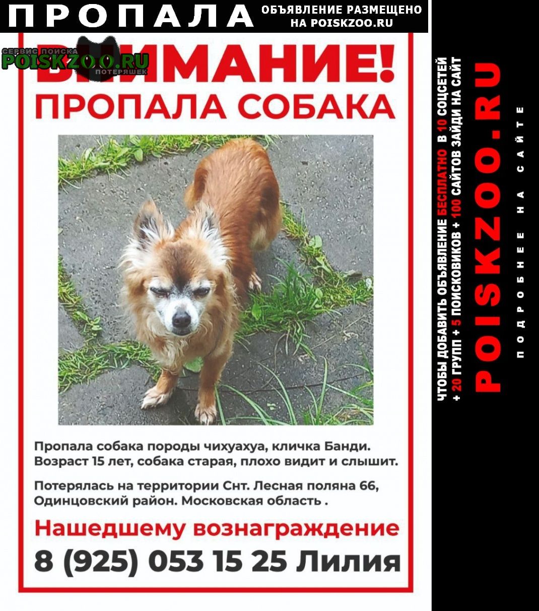Пропала собака кобель рыжий кобель чихуахуа Полушкино