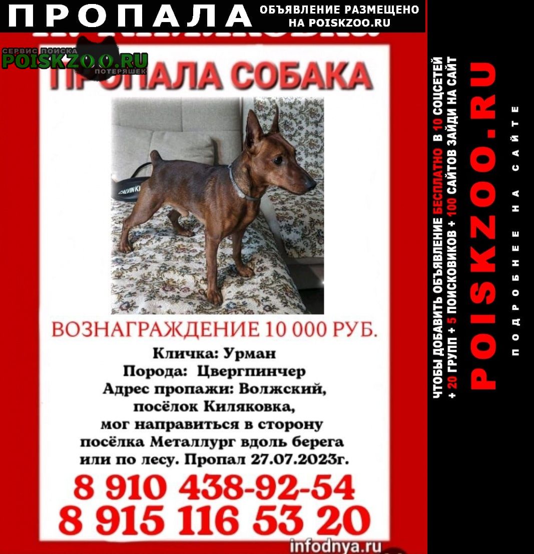 Волжский (Волгоградская обл.) Пропала собака кобель