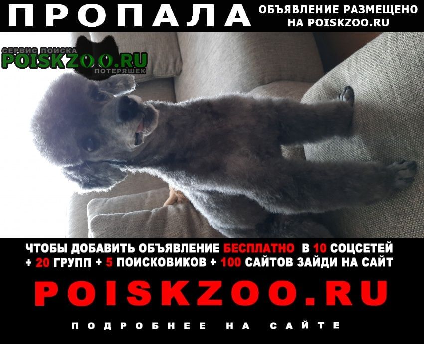 Пропала собака кобель пуделек серо-черный Егорьевск