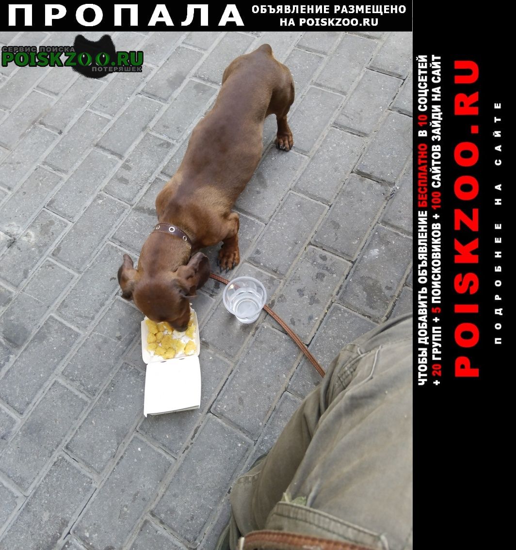 Пропала собака кобель такса Луганск