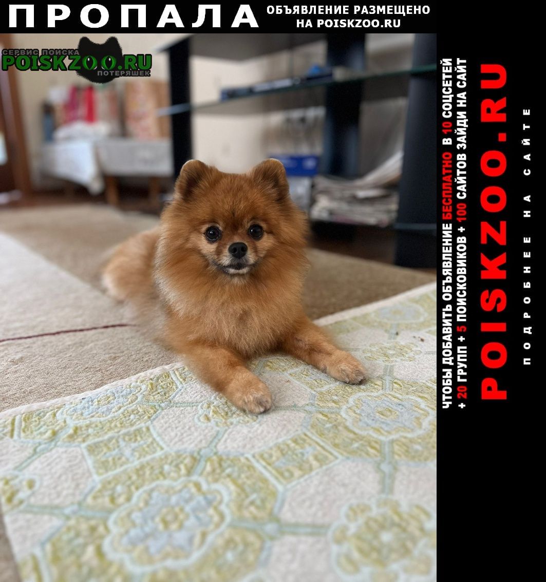 Пропала собака кобель шпиц рыжий Ростов-на-Дону