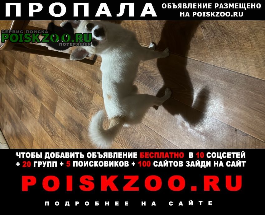 Пропала собака кобель чихуахуа(( Санкт-Петербург