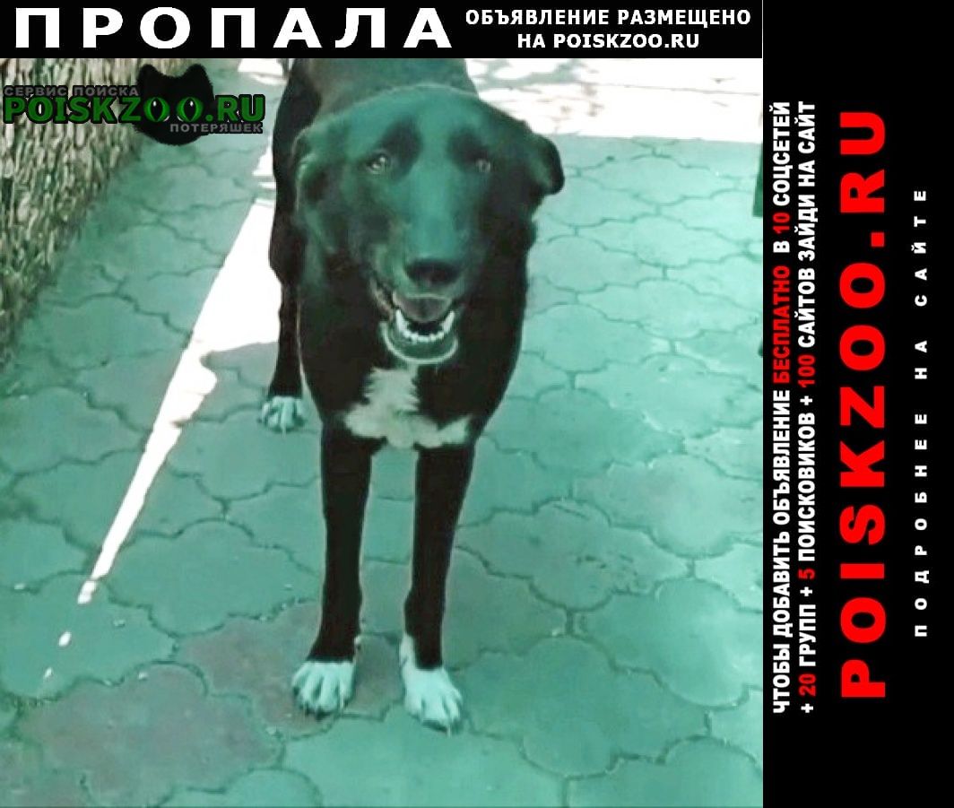 Пропала собака помогите найти собаку гитту Севастополь