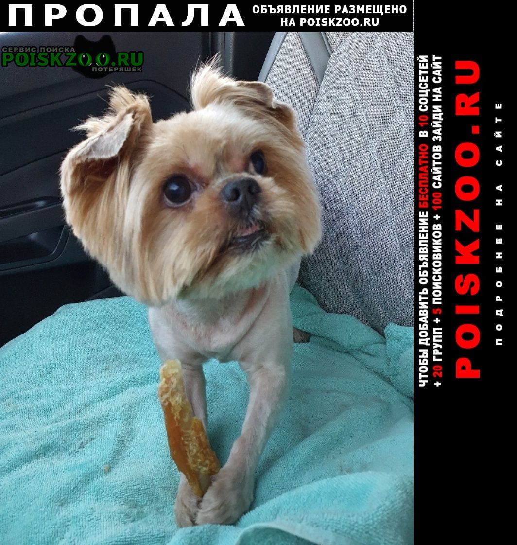 Смоленск Пропала собака кобель йорк на набережной днепра 30. 07