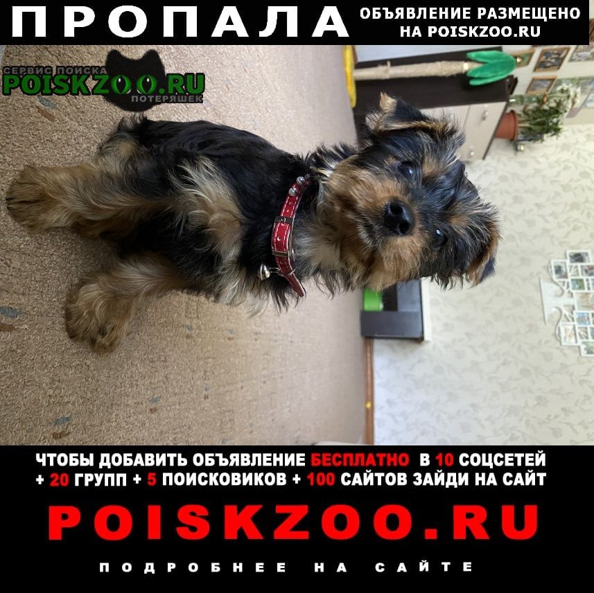 Пропала собака 3 месяца, девочка Воронеж